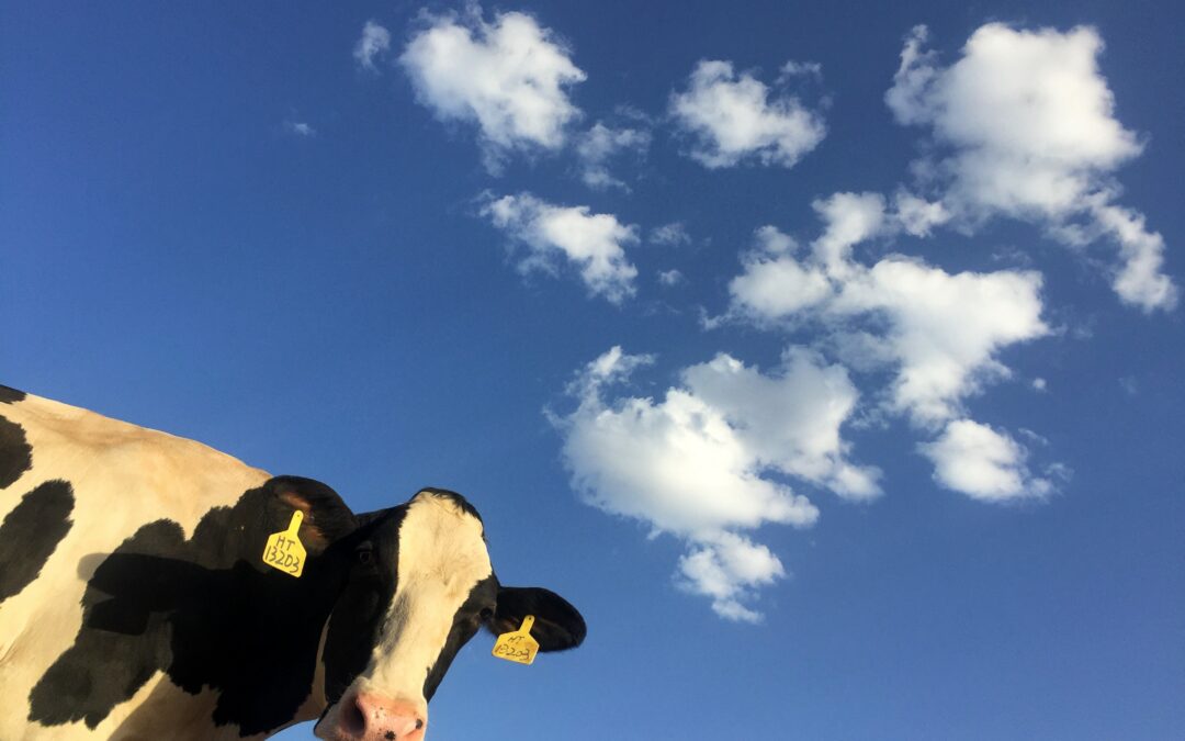 Black and white cow with yellow identification tags on its ears. Taken from below the cows head, so looking up to the cow and a very blue sky with puffy white clouds showing behind.