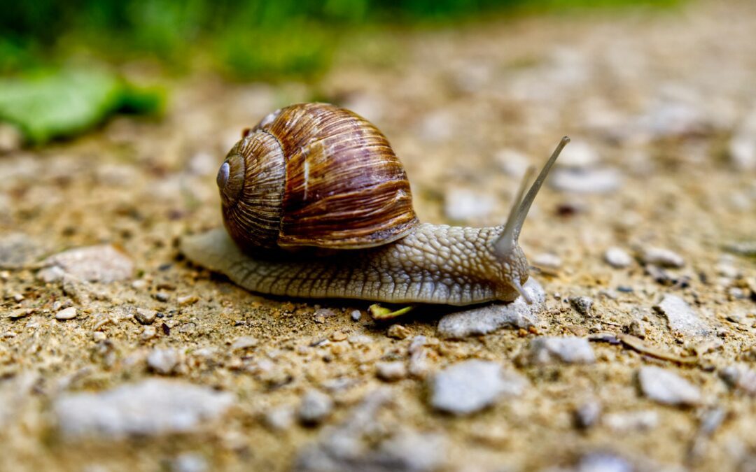 Close up of a lone snail, on brown, pebble-y ground. Blurred greenery in the background